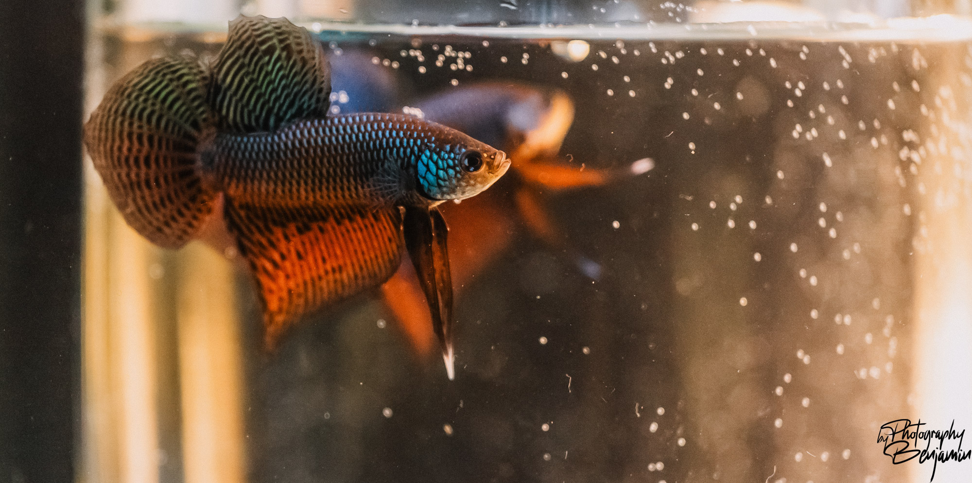 BenjaminBergstedt_Fisk_img_7815