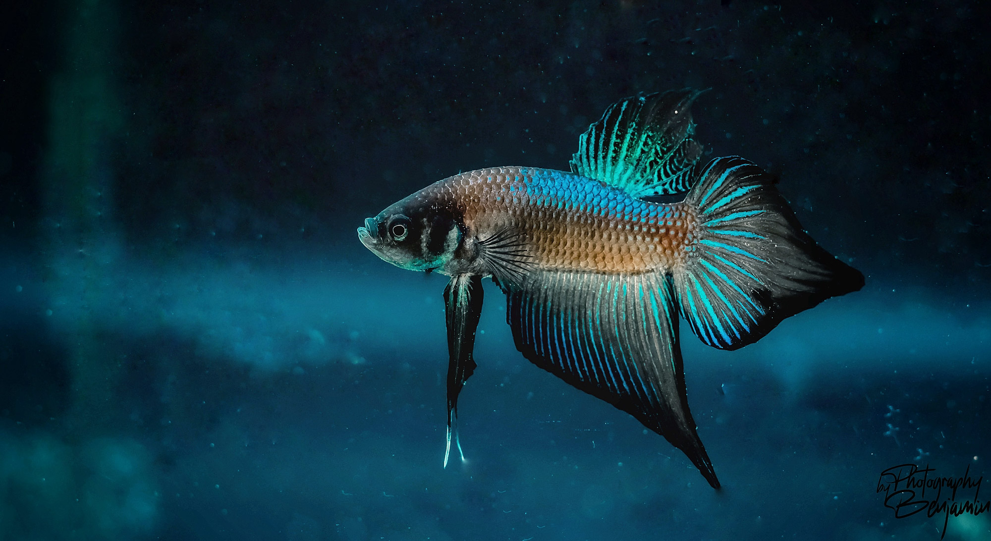 BenjaminBergstedt_Fisk_img_7824