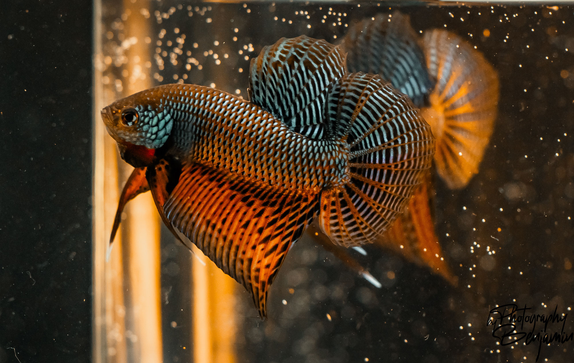 BenjaminBergstedt_Fisk_img_7886