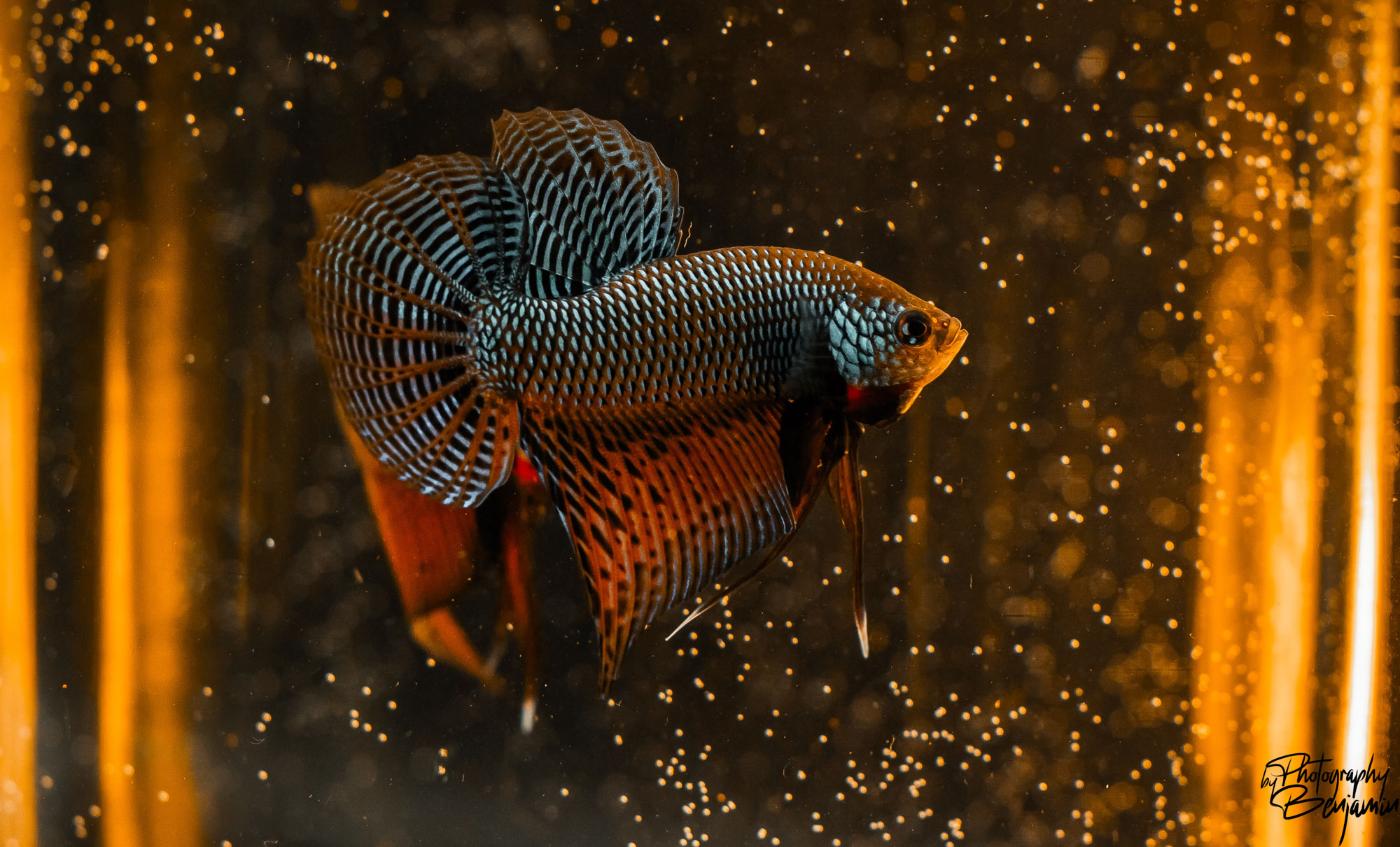 BenjaminBergstedt_Fisk_img_7887