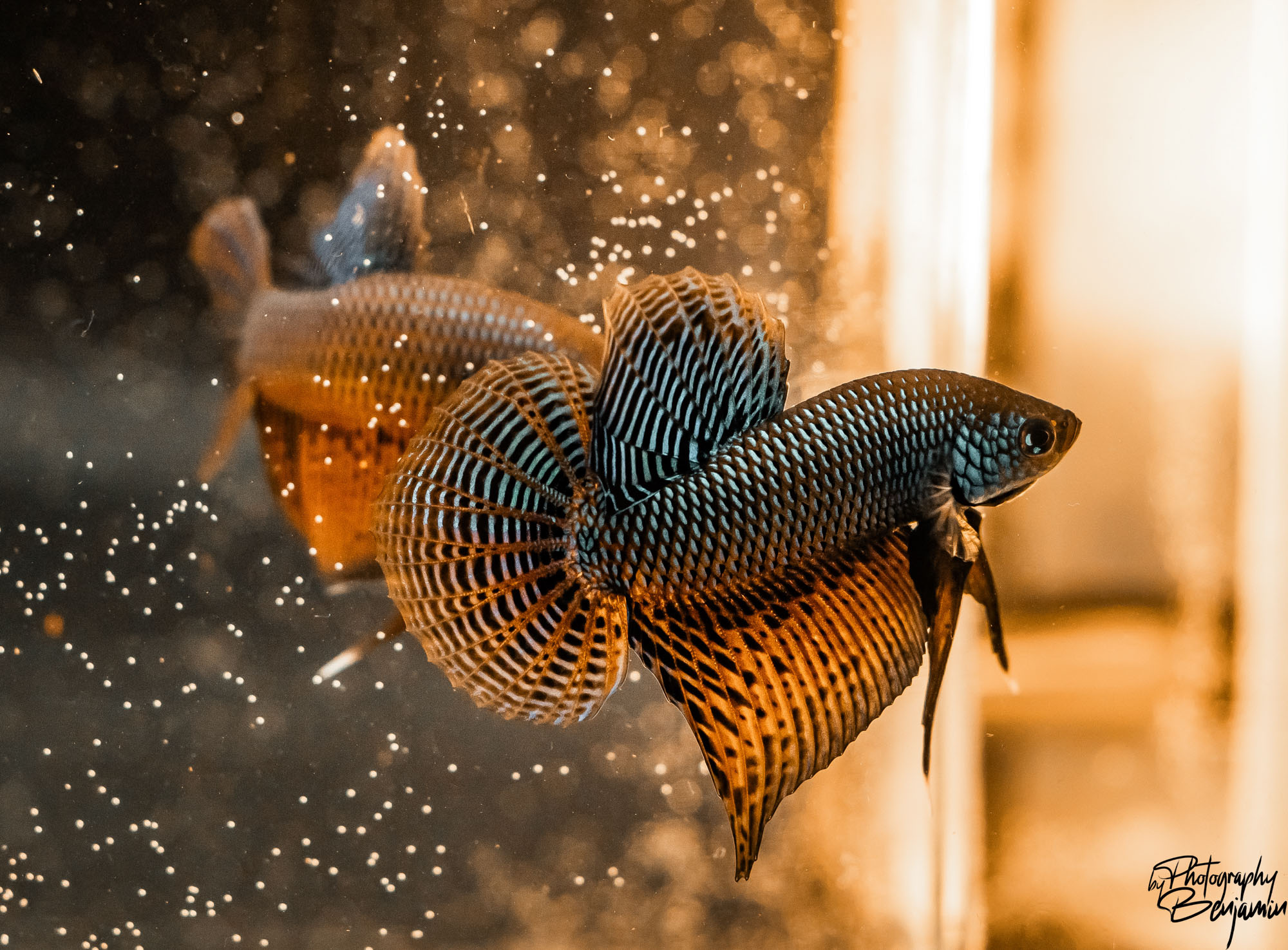 BenjaminBergstedt_Fisk_img_7894