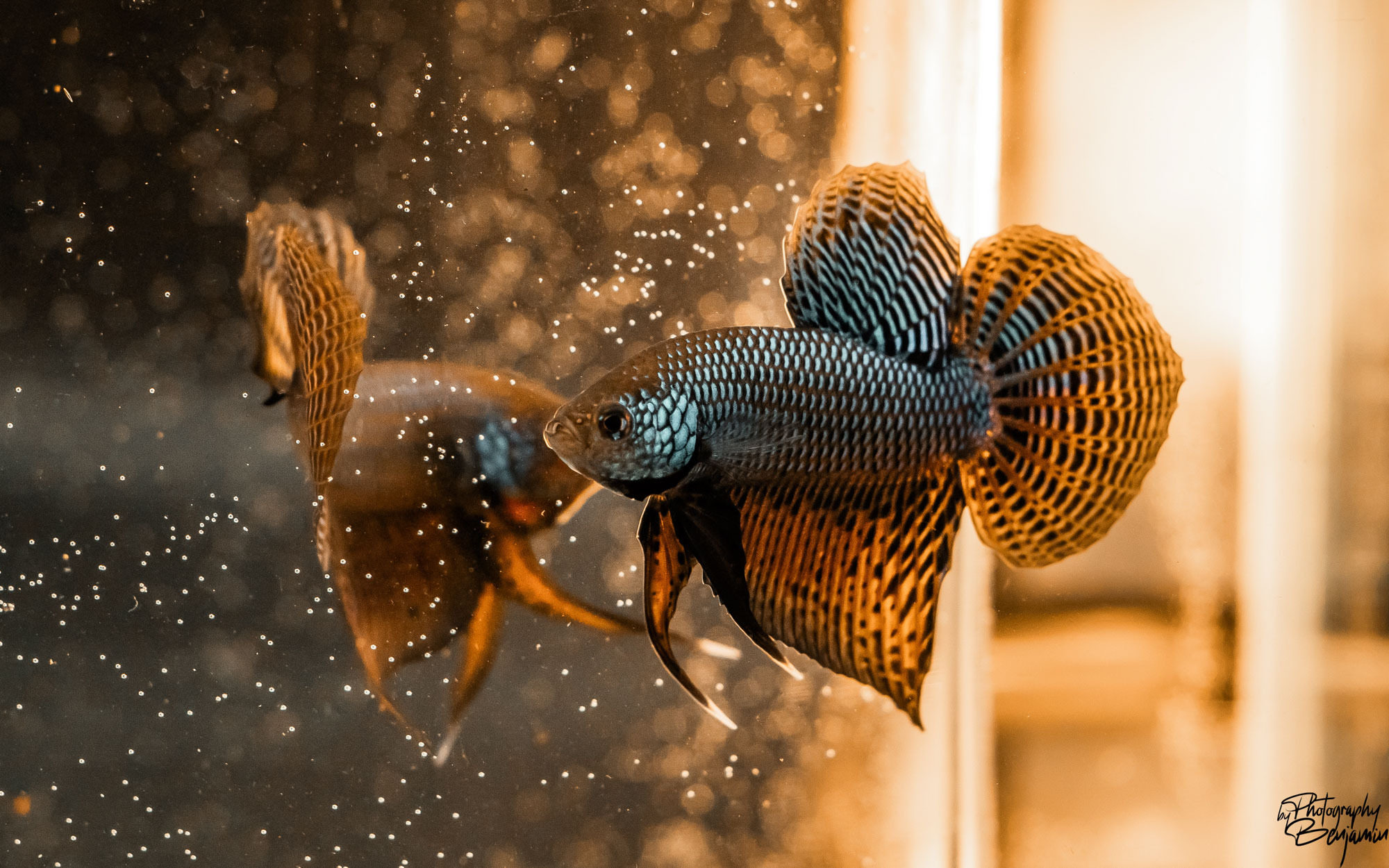 BenjaminBergstedt_Fisk_img_7895