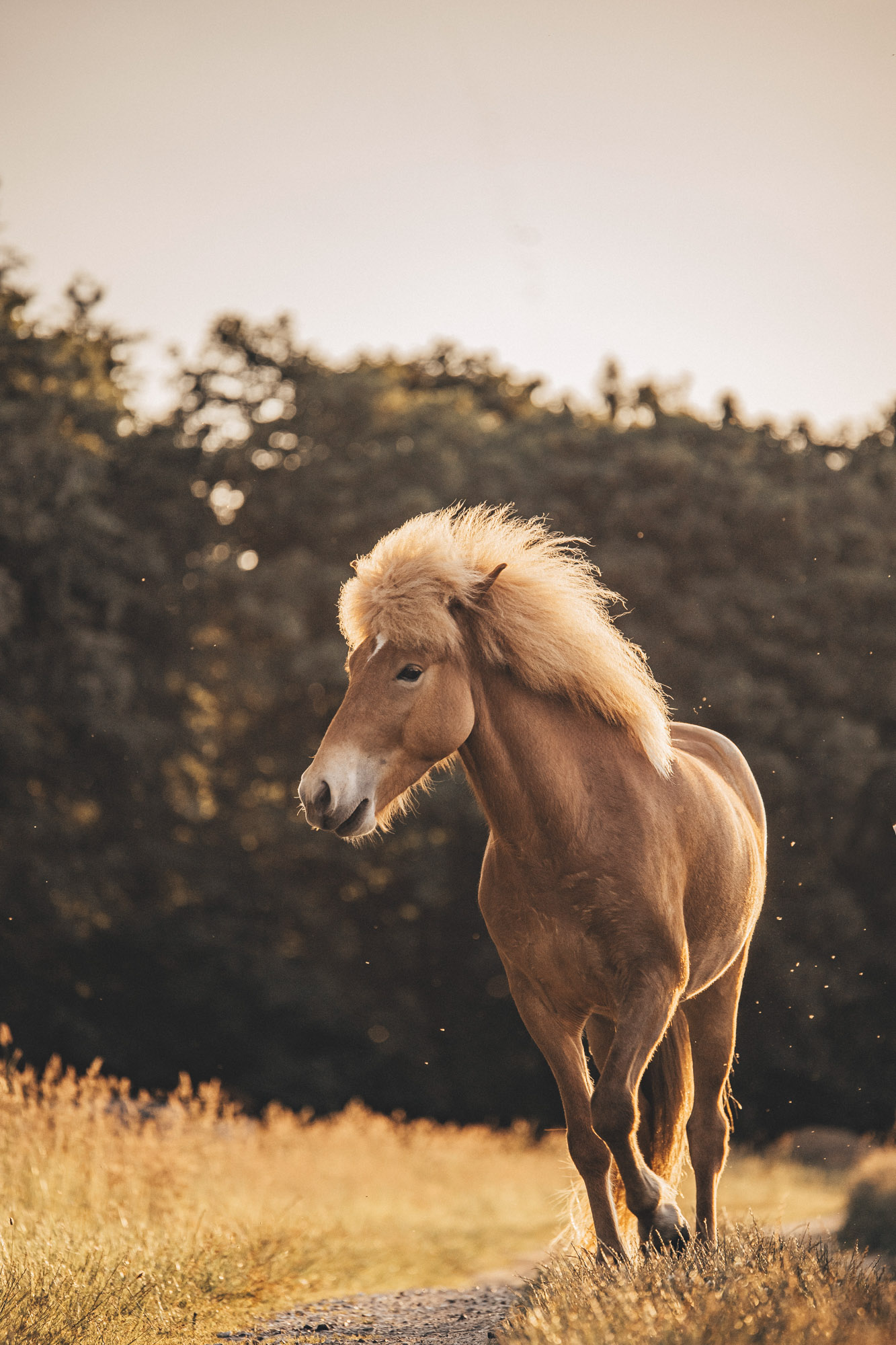BenjaminBergstedt_Heste_img_9704