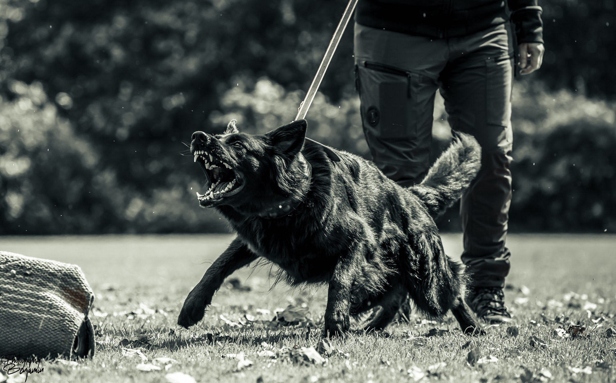BenjaminBergstedt_Hunde-workingdogs_img_6533