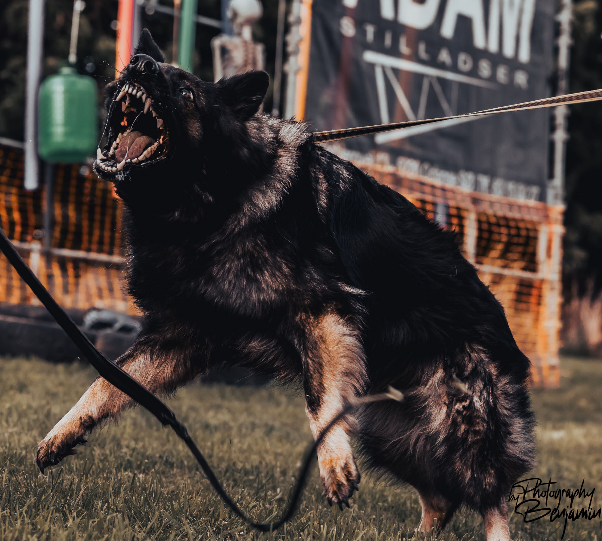 BenjaminBergstedt_Hunde-workingdogs_img_7268