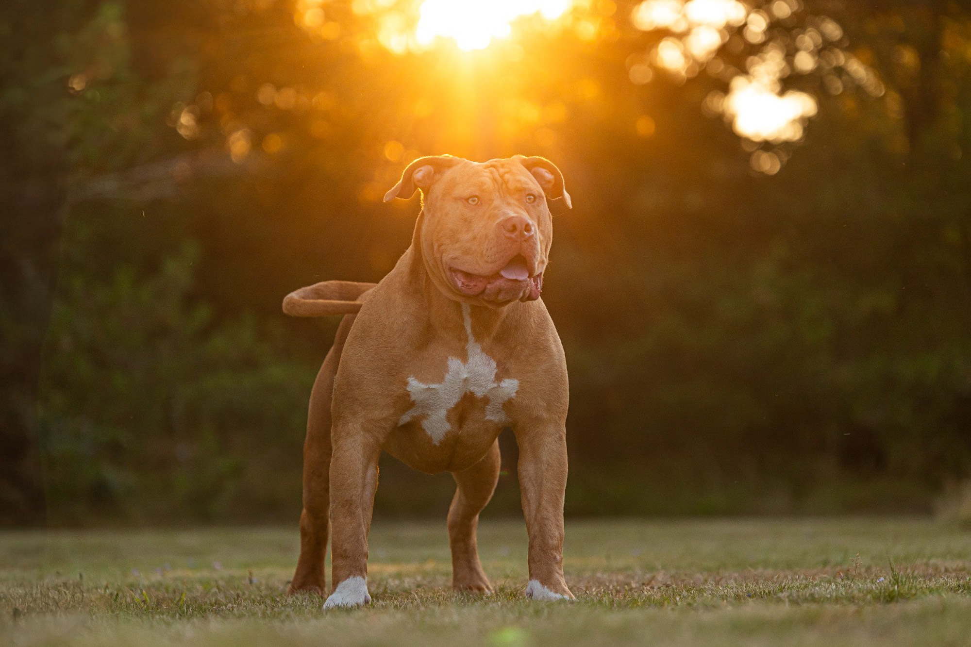 BenjaminBergstedt_Hunde_b586d1da-301b-48b1-af5f-ddc581871a94
