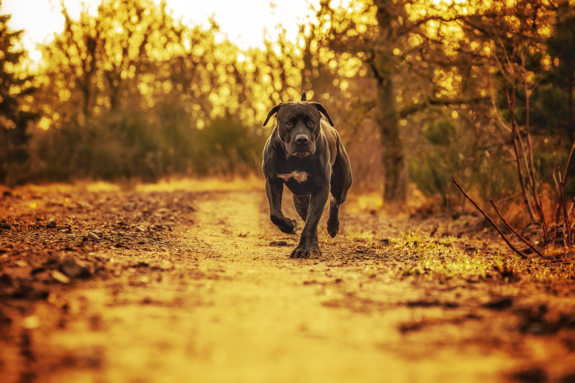 BenjaminBergstedt_Hunde_img_5169