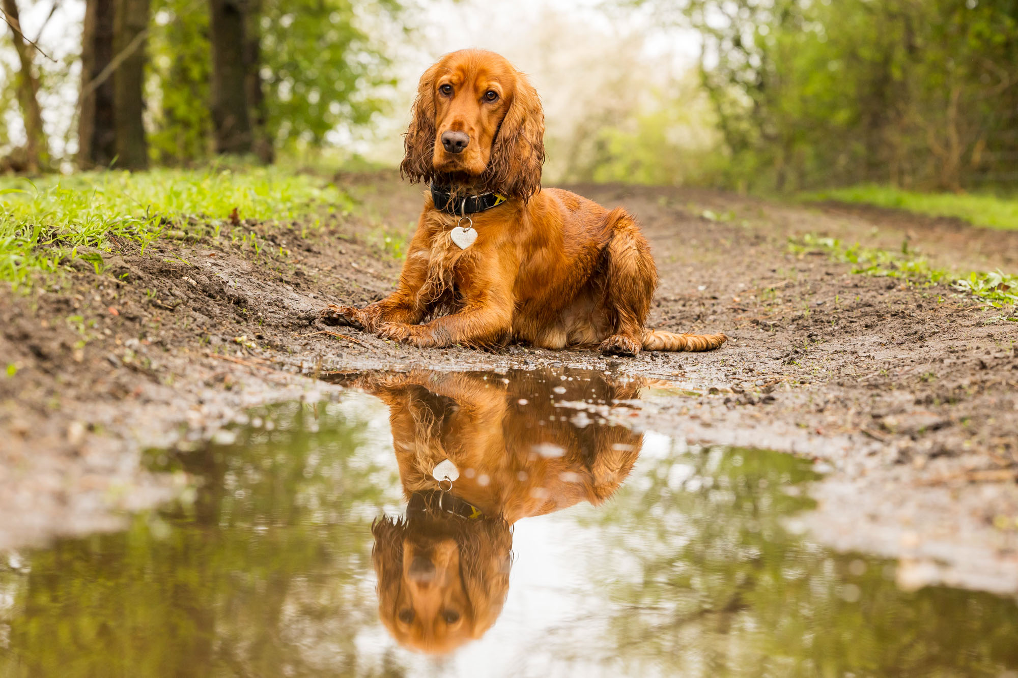 BenjaminBergstedt_Hunde_img_6156