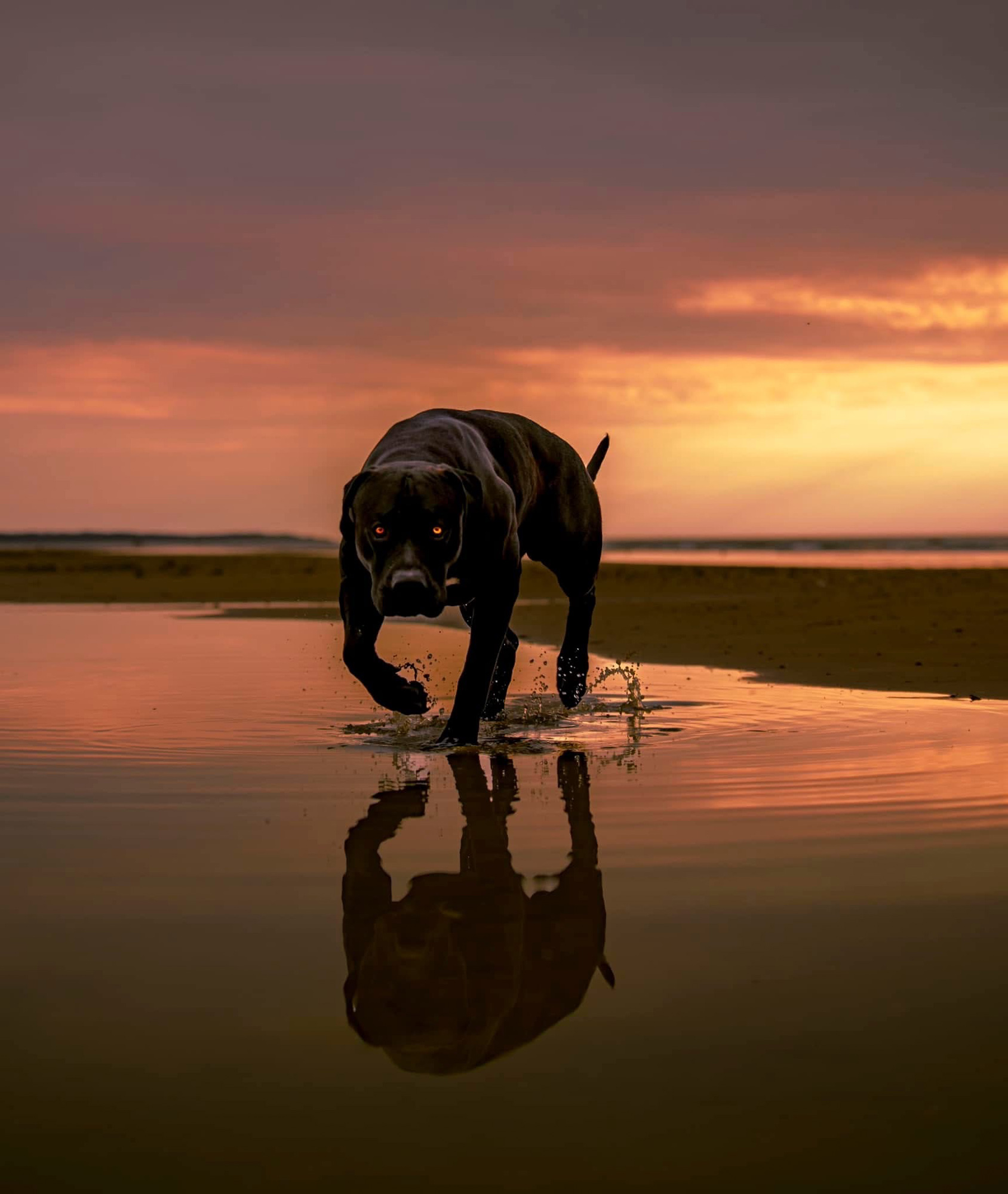 BenjaminBergstedt_Hunde_img_9767