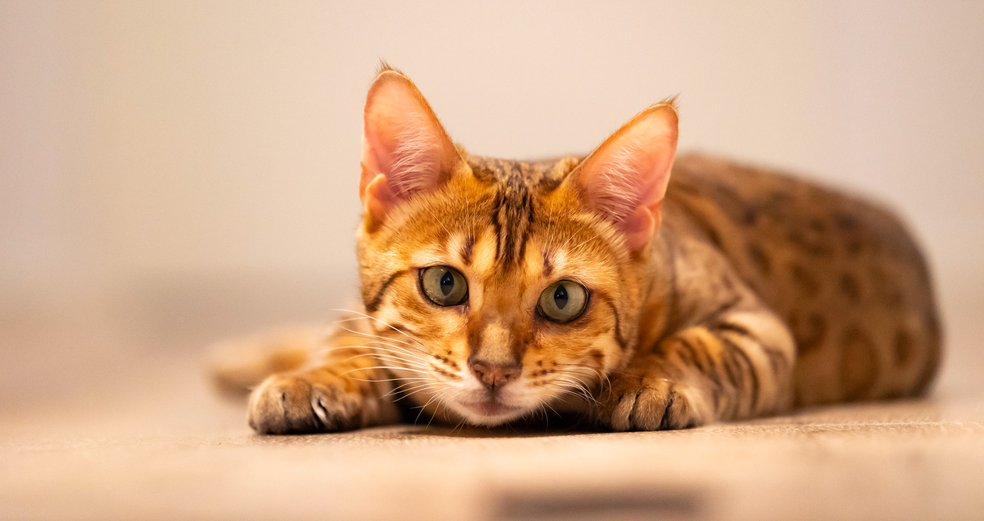 BenjaminBergstedt_Katte_img_1678