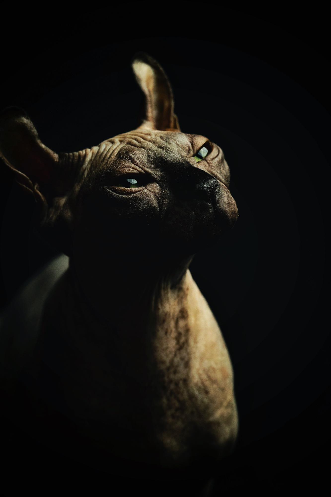BenjaminBergstedt_Katte_img_5517