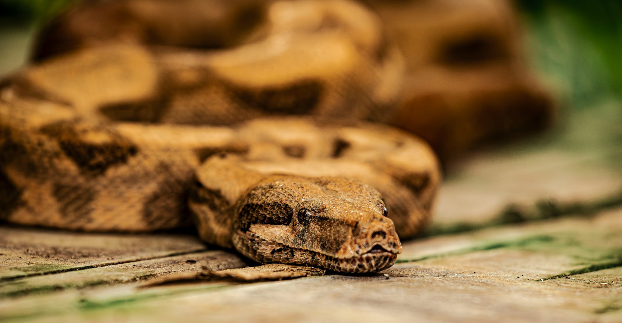BenjaminBergstedt_Reptilerimg_2782