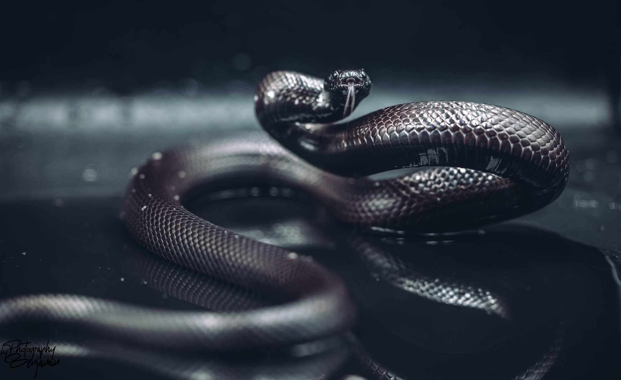 BenjaminBergstedt_Reptilerimg_3387