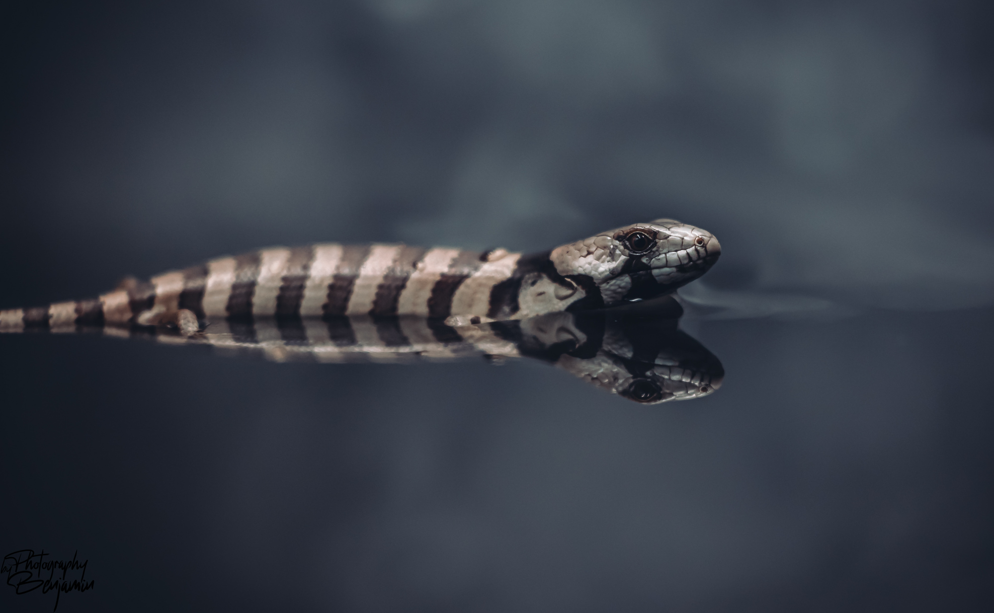 BenjaminBergstedt_Reptilerimg_3392