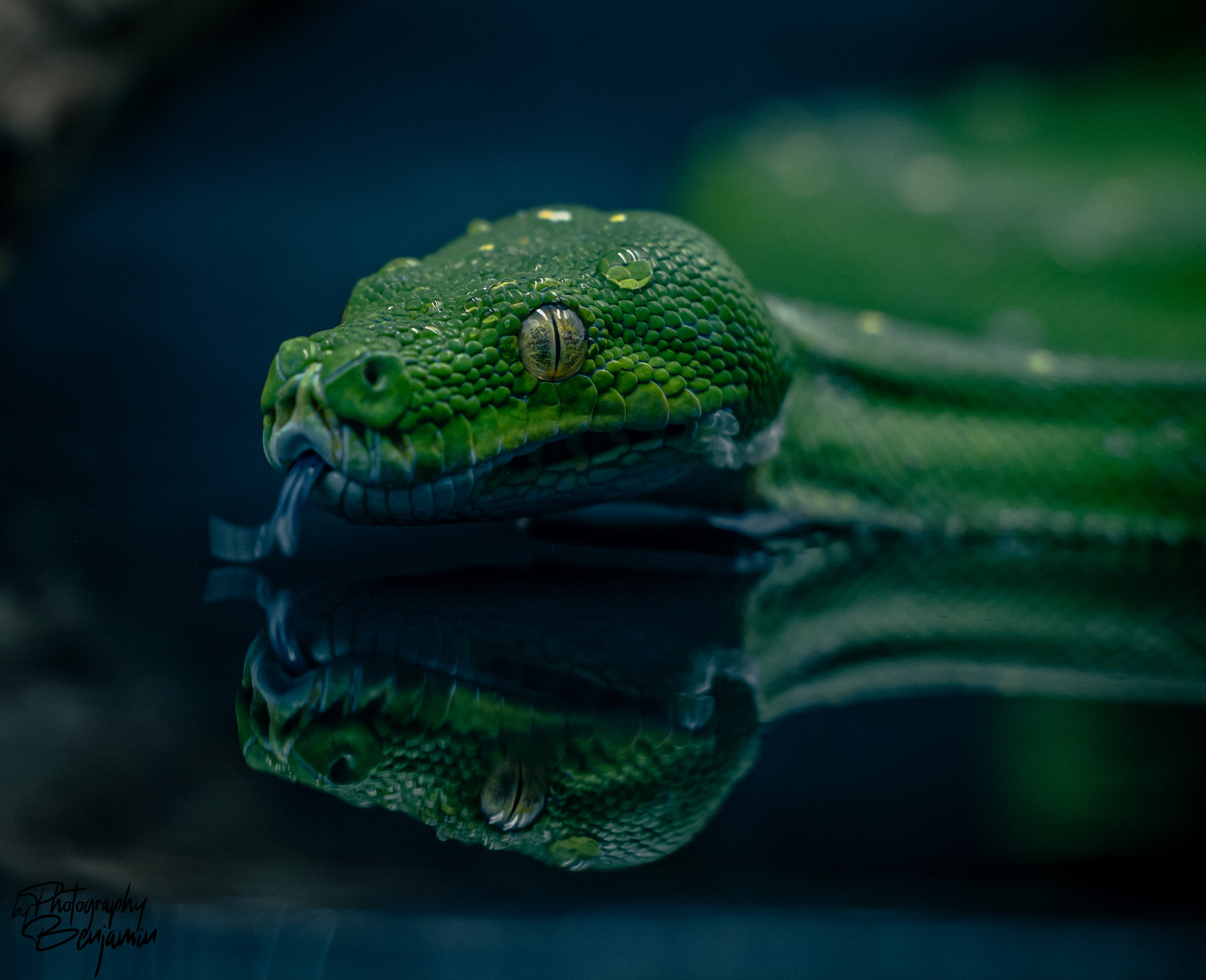 BenjaminBergstedt_Reptilerimg_3413