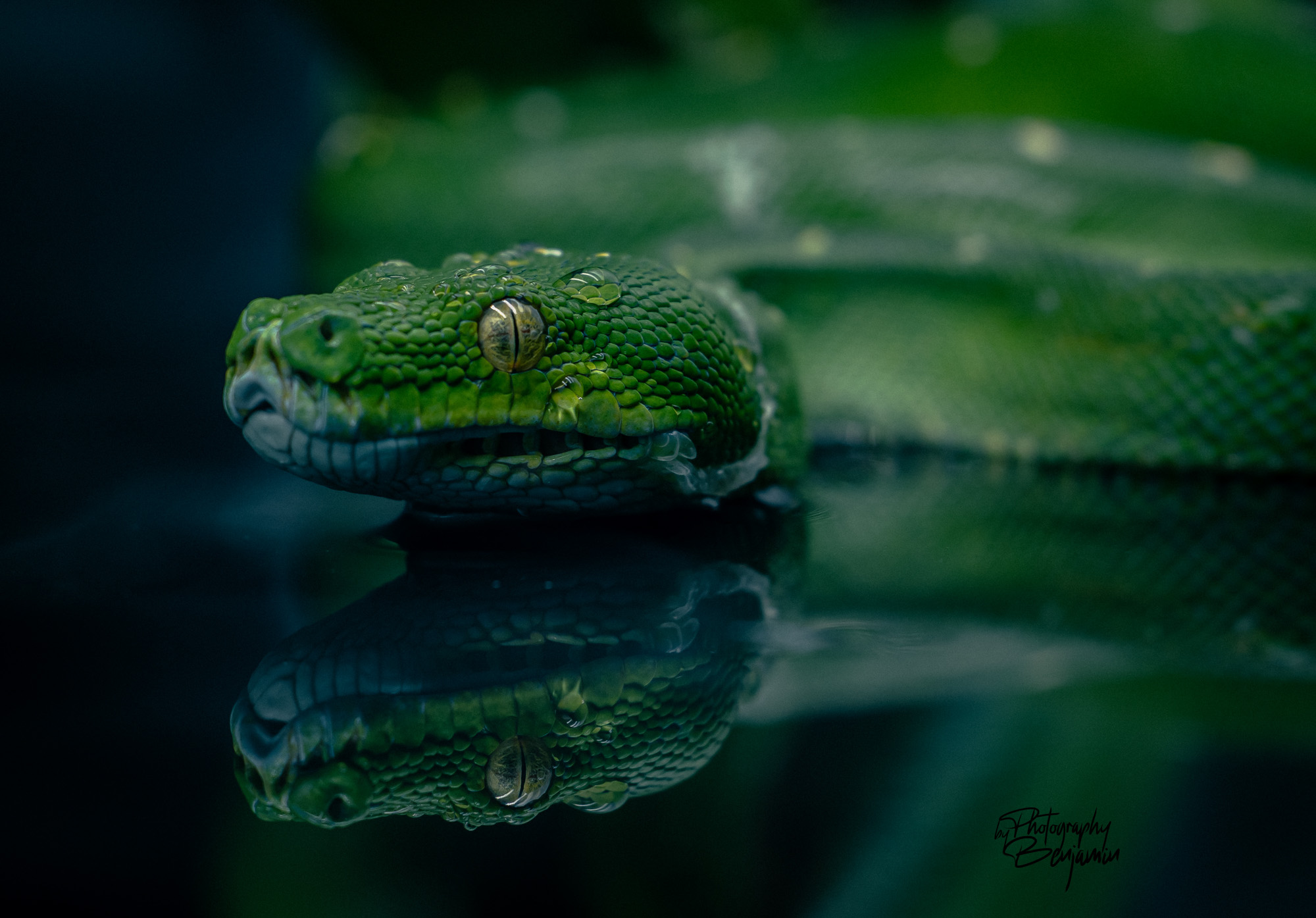 BenjaminBergstedt_Reptilerimg_3415