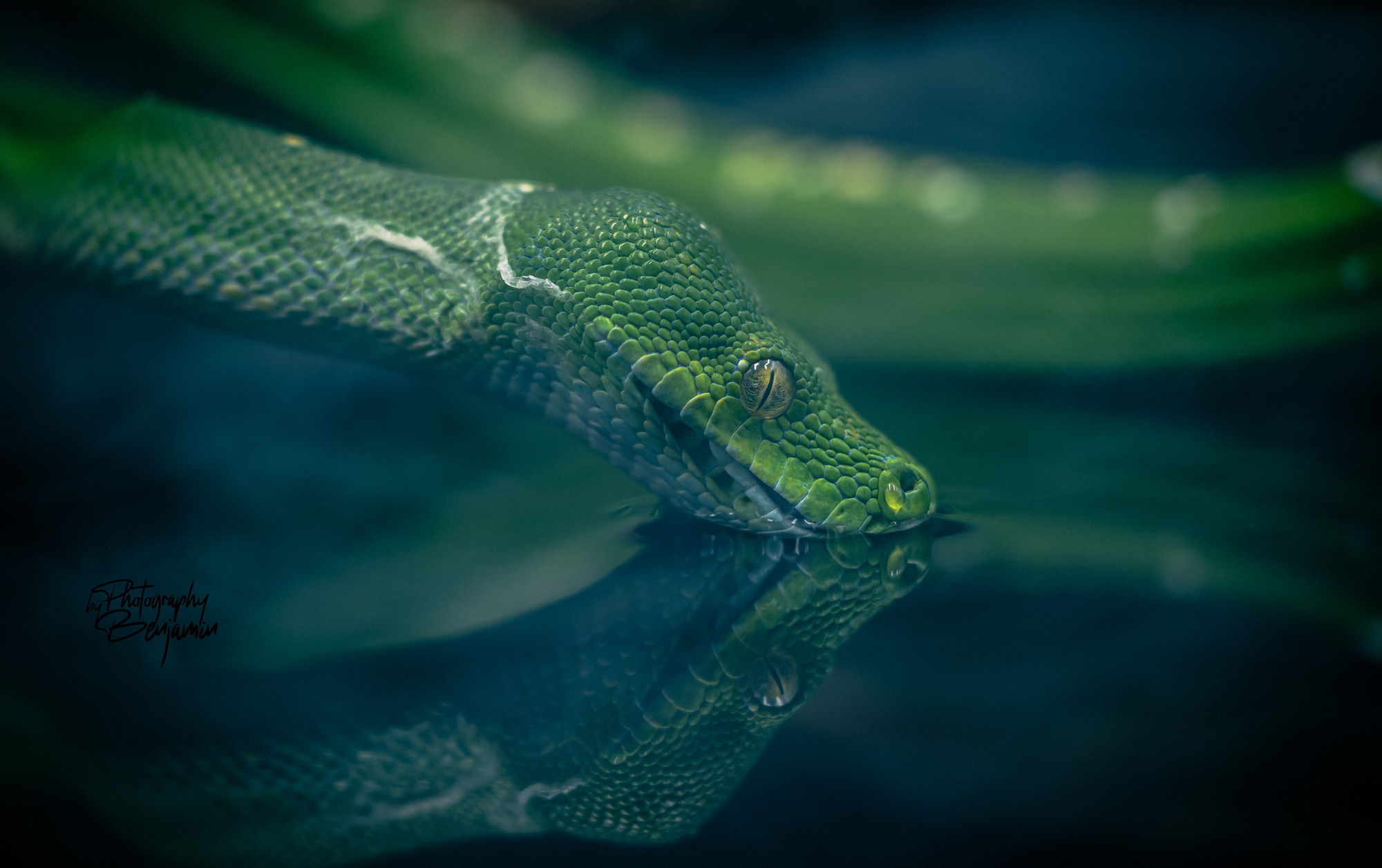 BenjaminBergstedt_Reptilerimg_3444