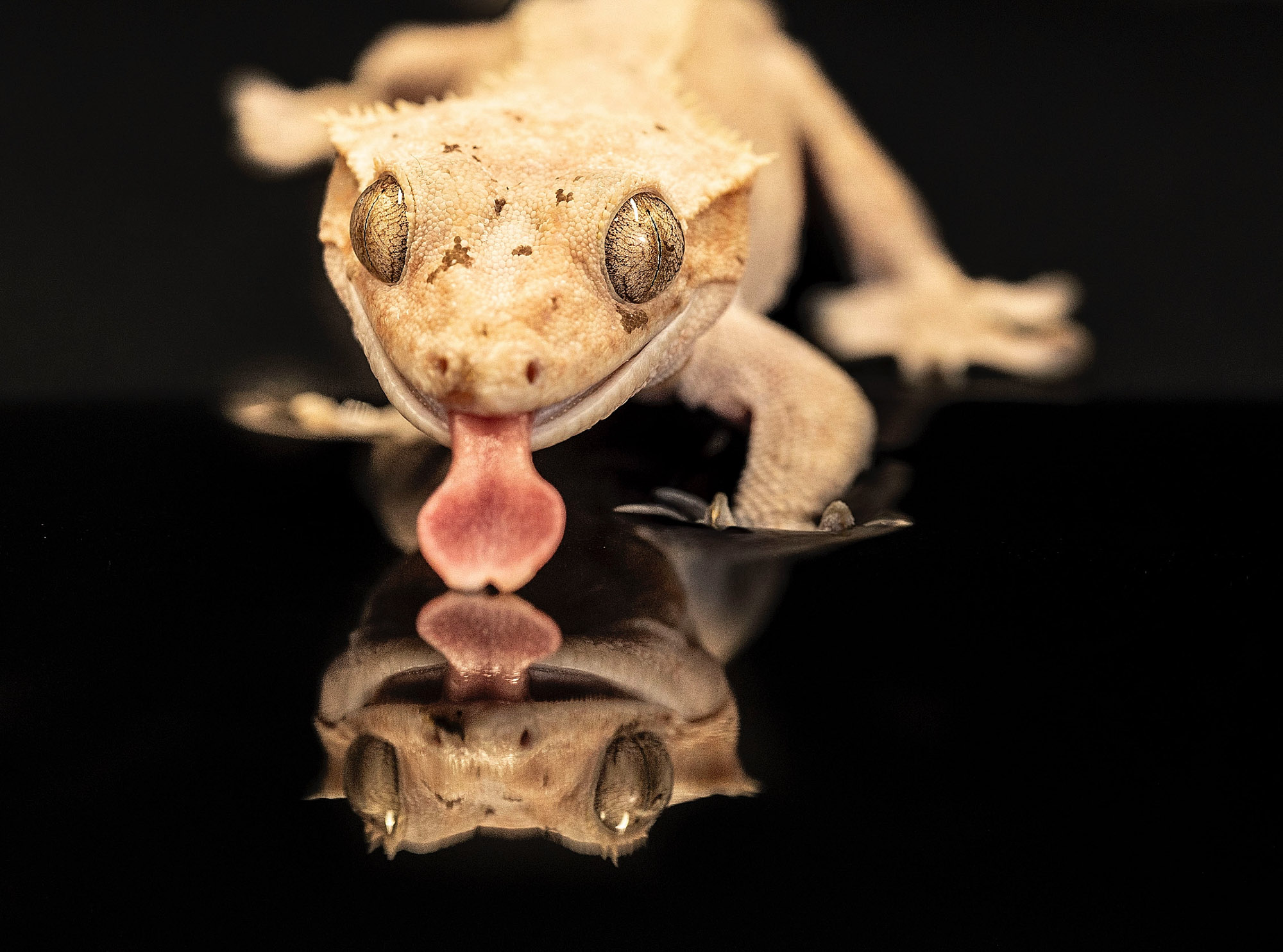 BenjaminBergstedt_Reptilerimg_3474