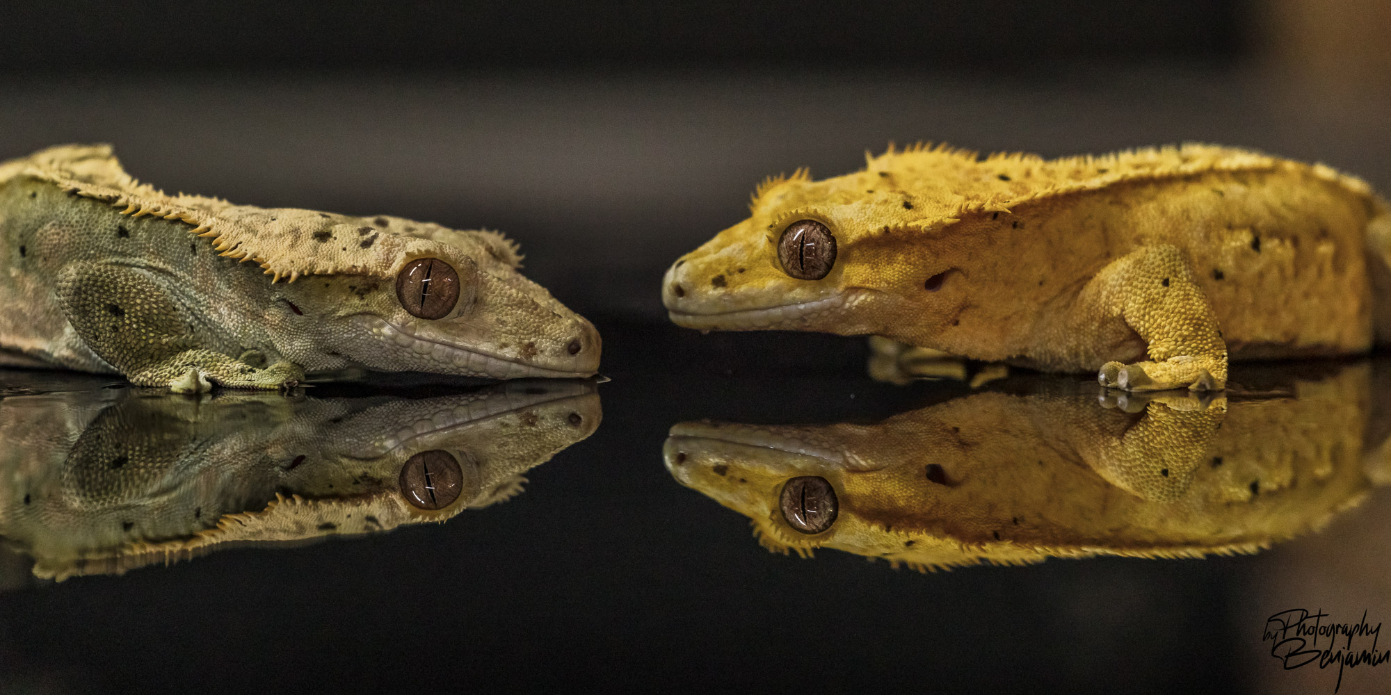 BenjaminBergstedt_Reptilerimg_4188