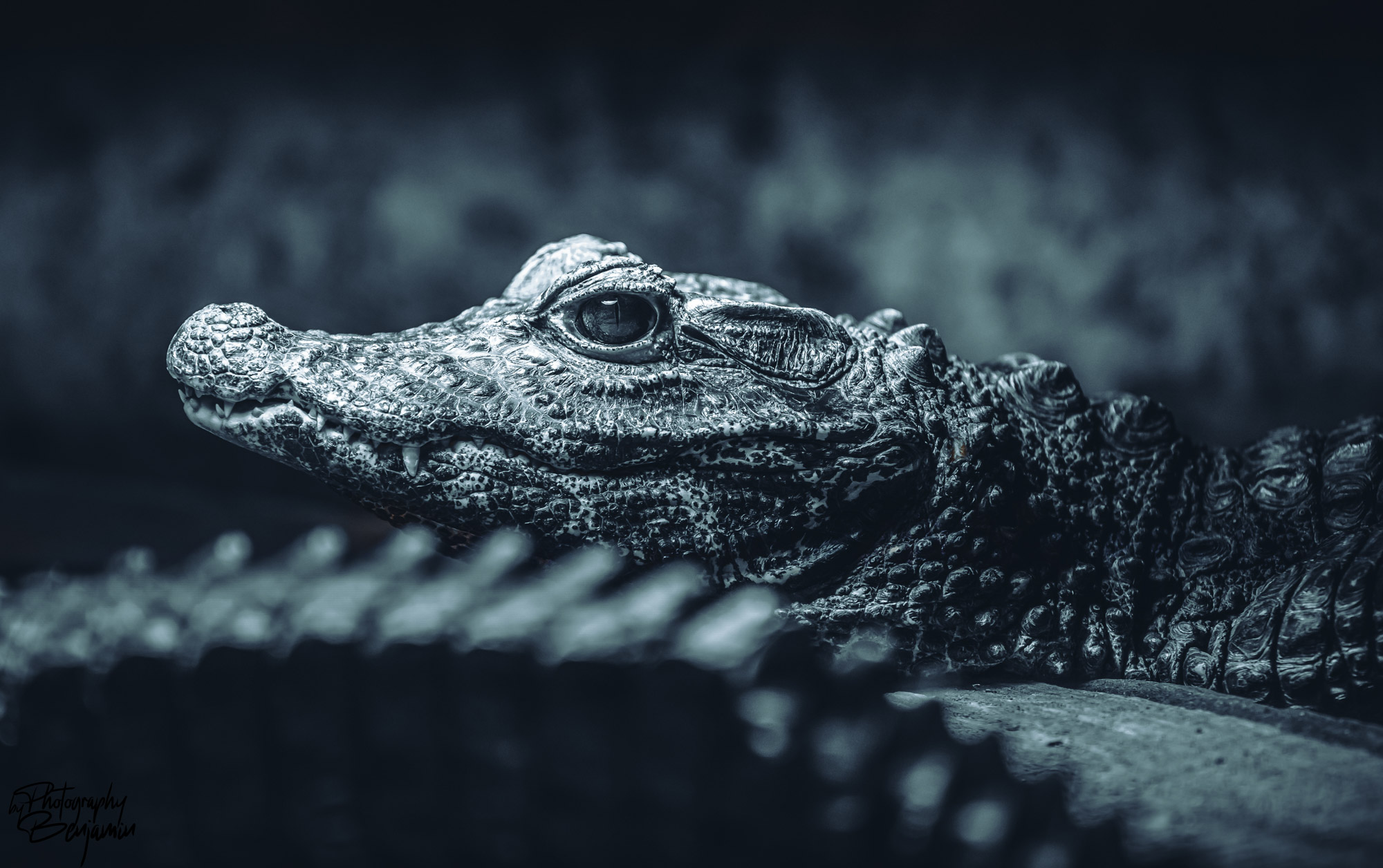 BenjaminBergstedt_Reptilerimg_4872