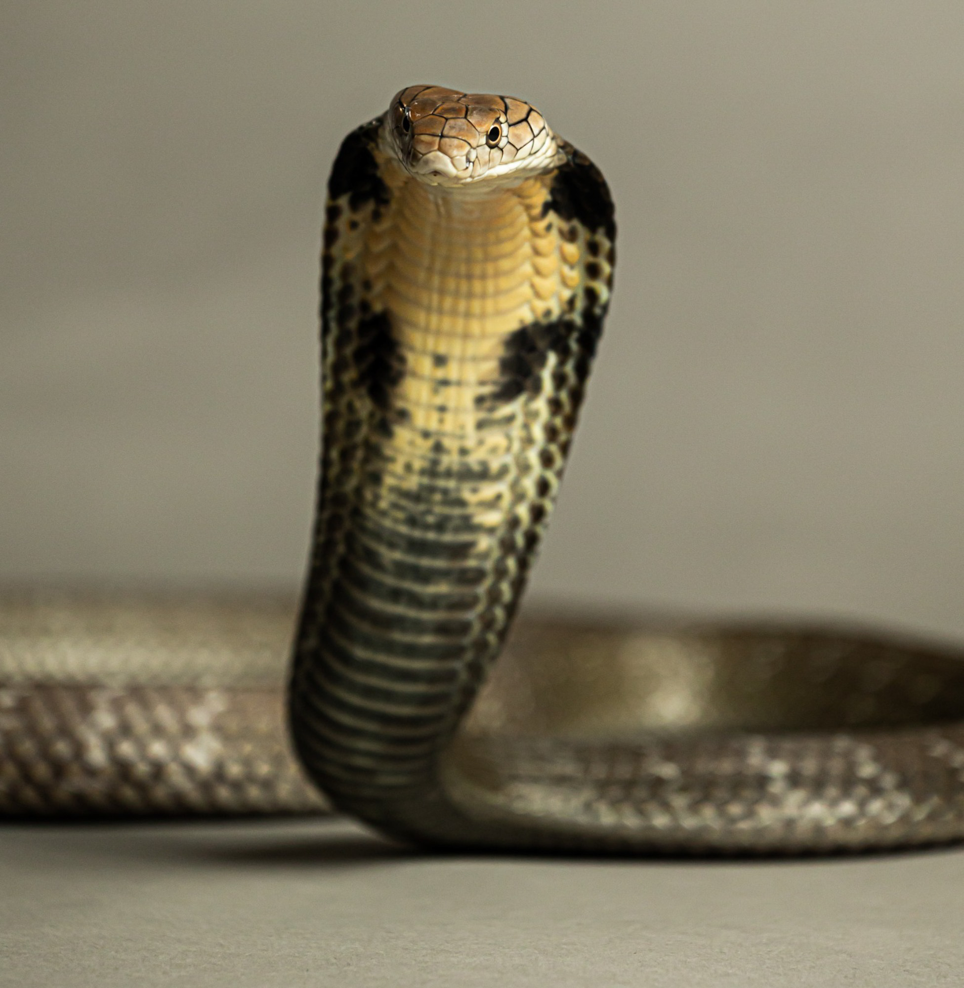 BenjaminBergstedt_Reptilerimg_5049