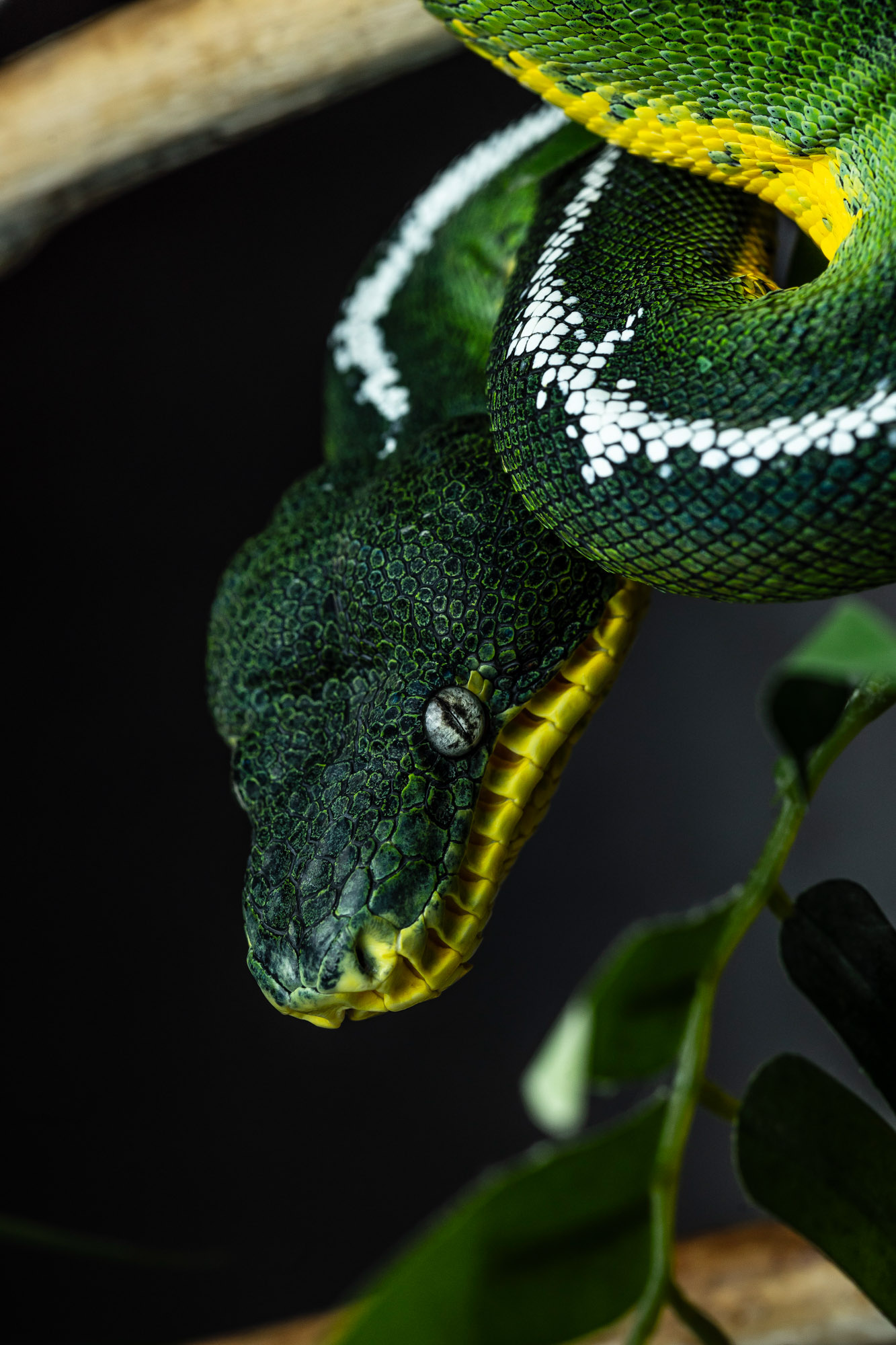 BenjaminBergstedt_Reptilerimg_5388