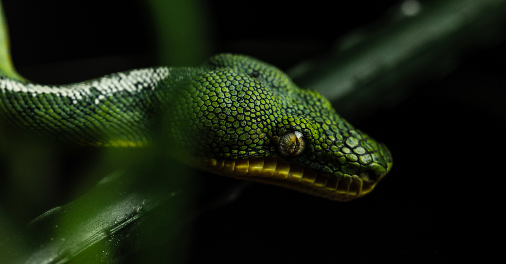 BenjaminBergstedt_Reptilerimg_5392