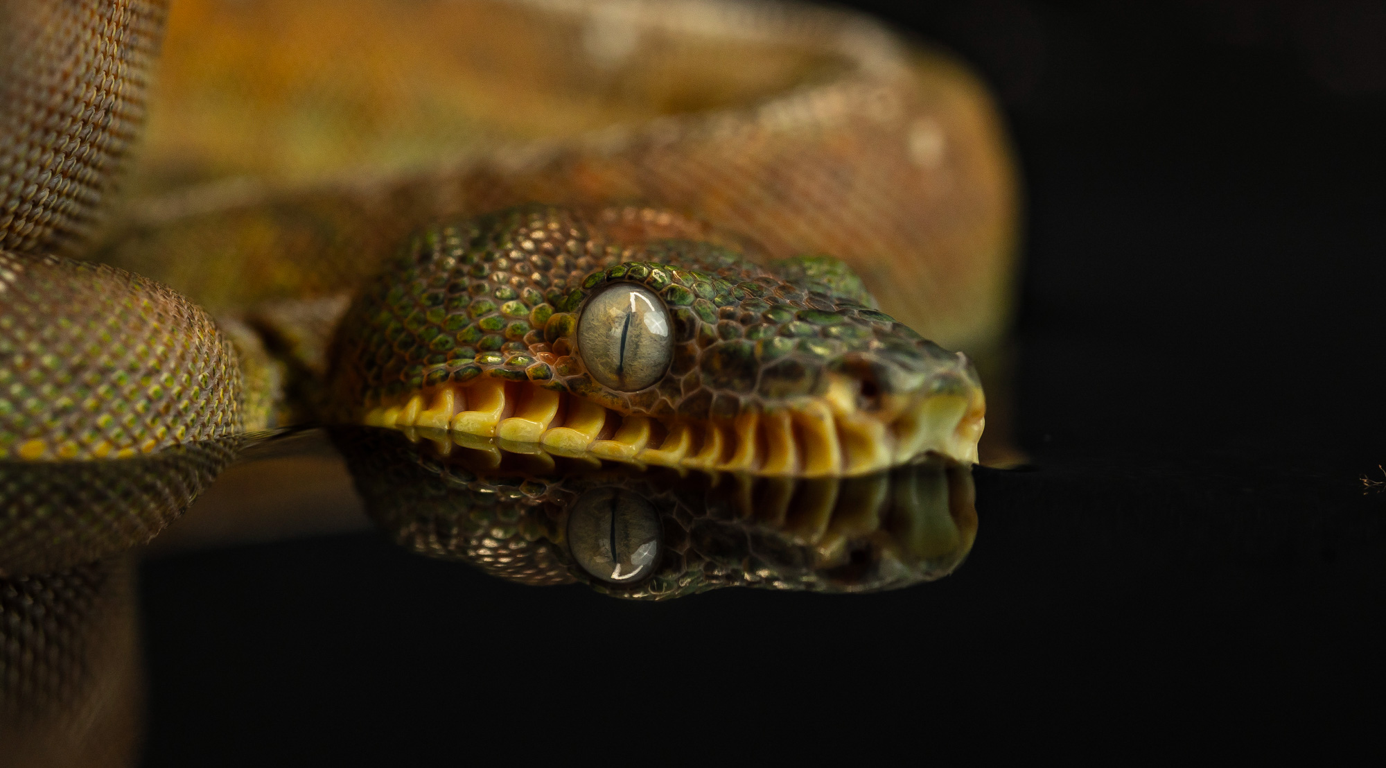BenjaminBergstedt_Reptilerimg_5405