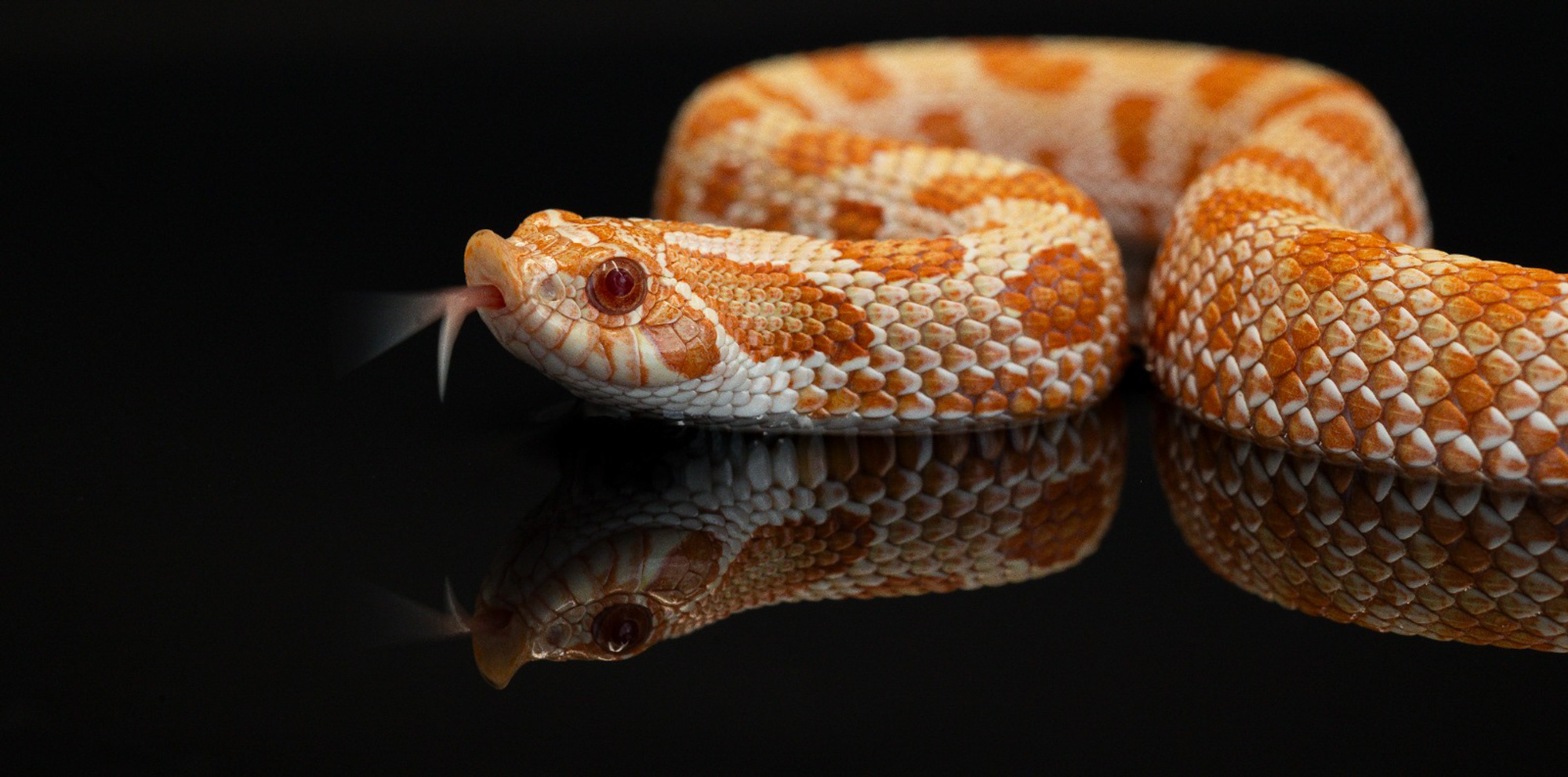 BenjaminBergstedt_Reptilerimg_5713