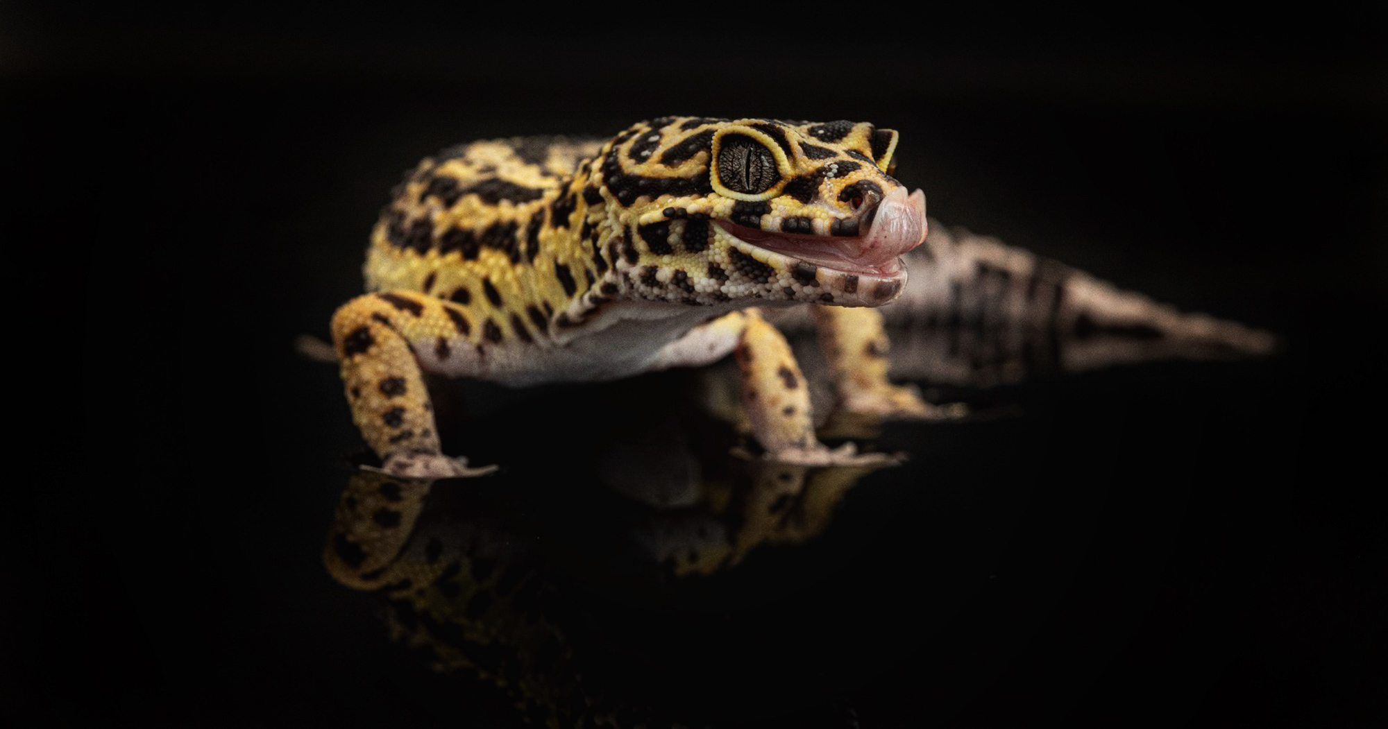 BenjaminBergstedt_Reptilerimg_5729