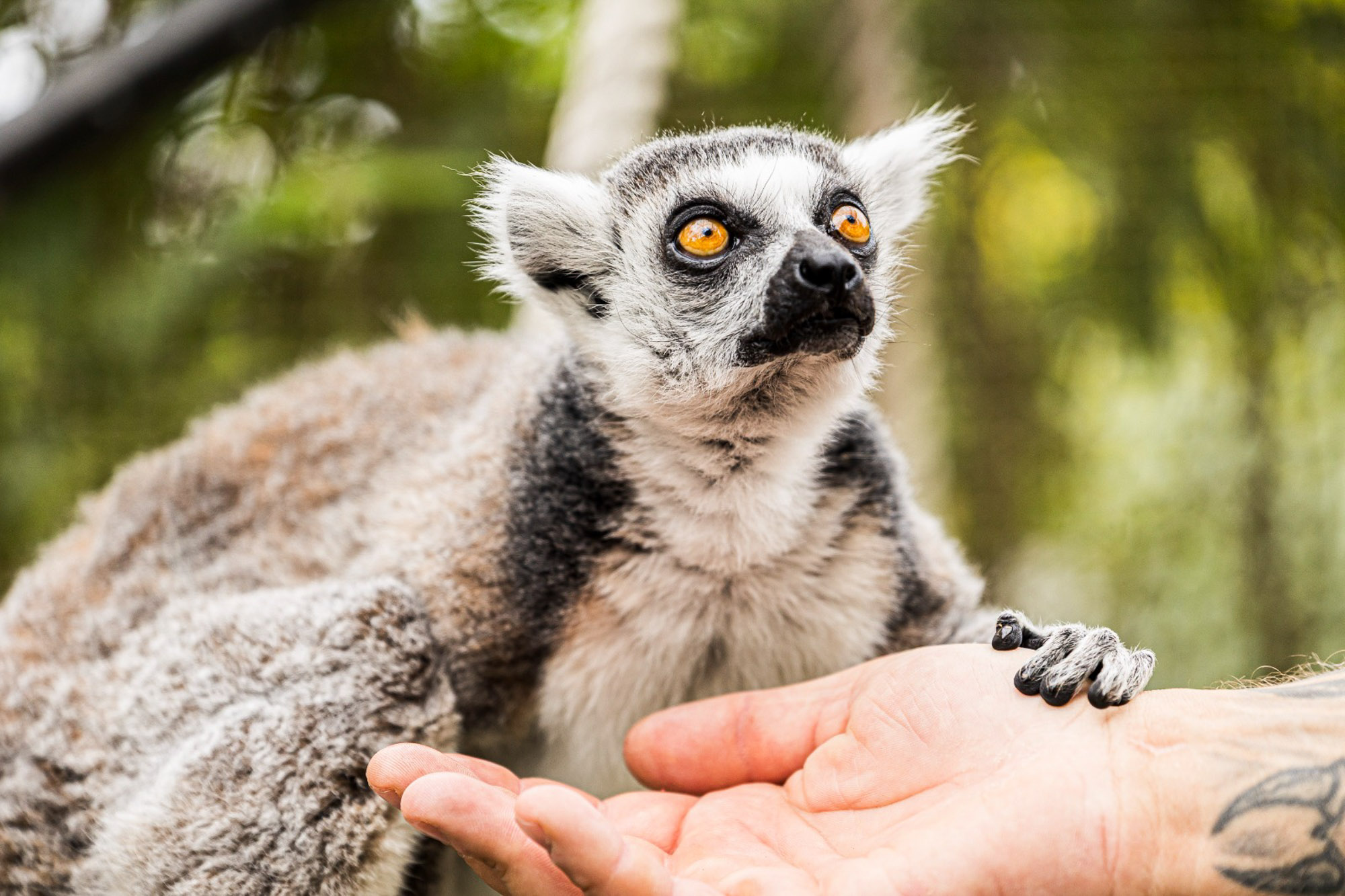 BenjaminBergstedt_Zoo_img_1969