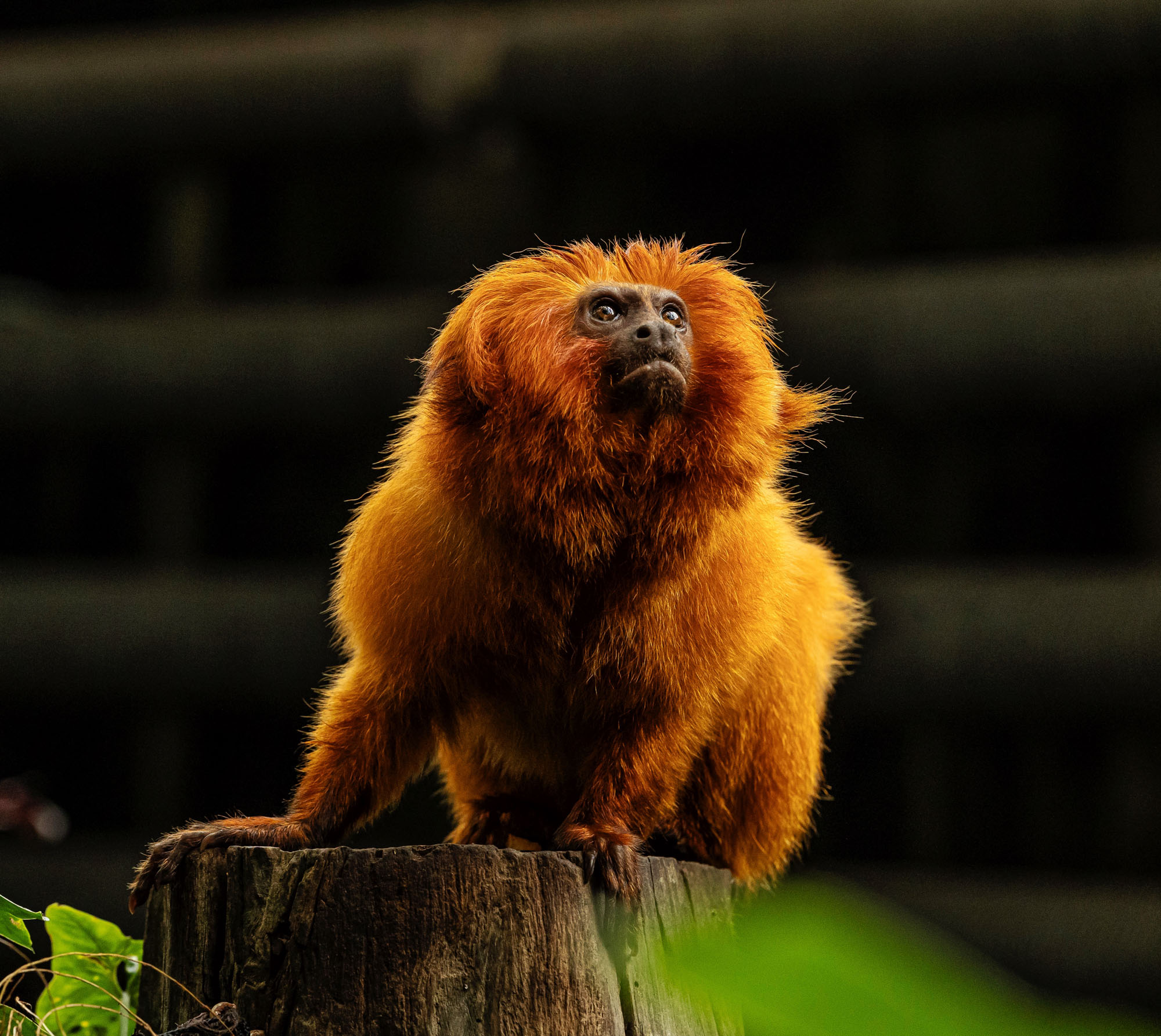 BenjaminBergstedt_Zoo_img_9693